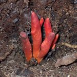 カエンタケ の高画質写真です。横浜市で、2025年9月23日に撮影したものです。