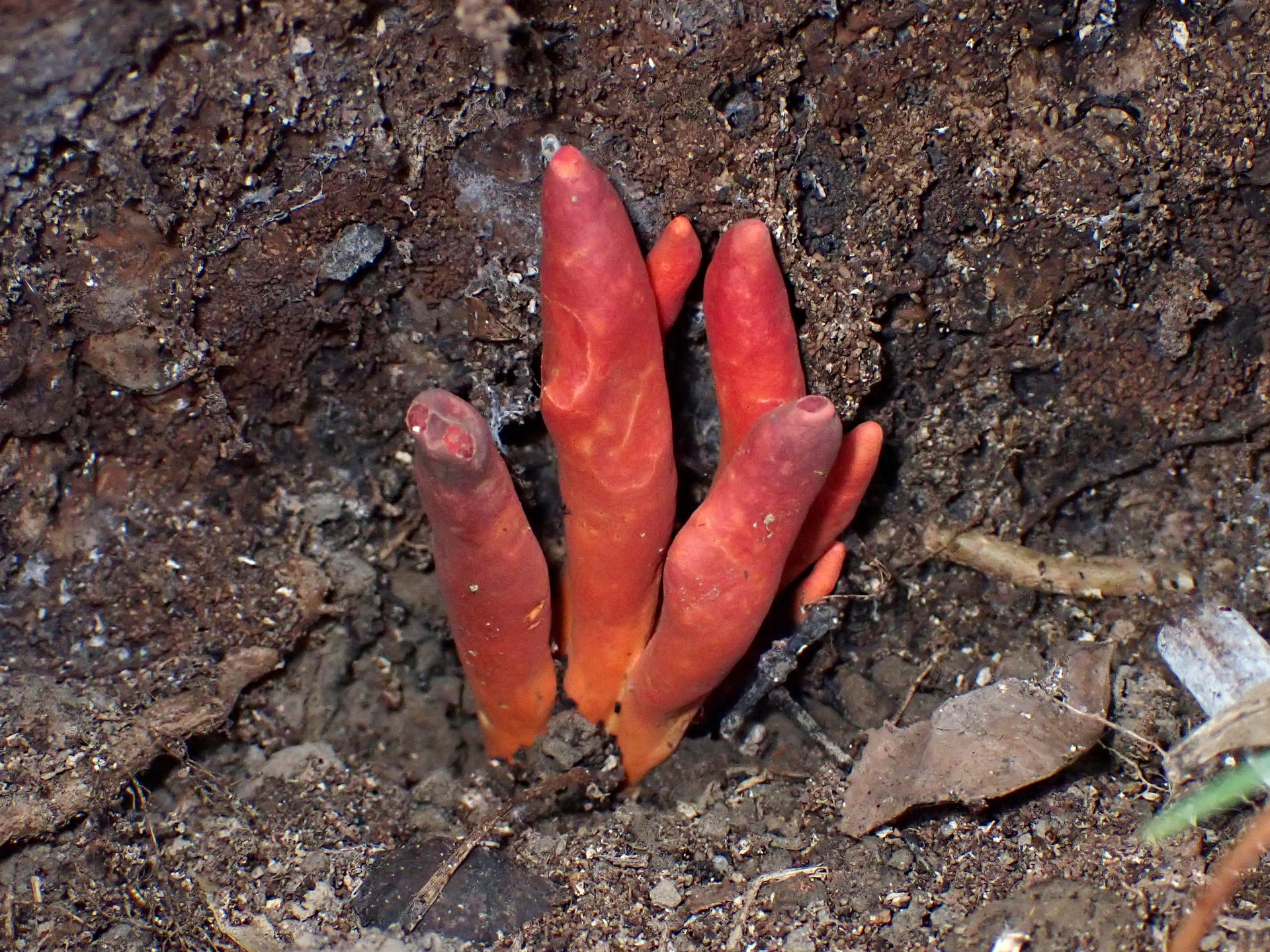 カエンタケ の高画質写真です。横浜市で、2025年9月23日に撮影したものです。