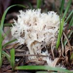 カレエダタケ の高画質写真です。横浜市で、2025年9月21日に撮影したものです。