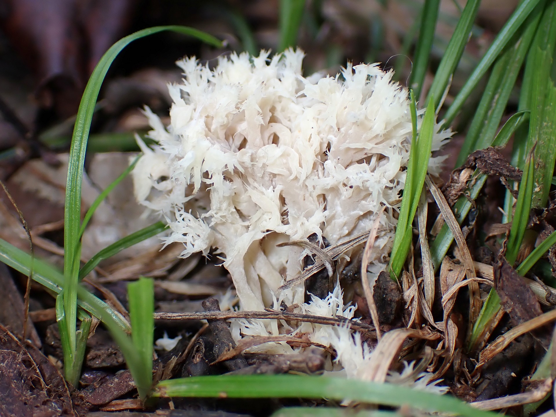 カレエダタケ の高画質写真です。横浜市で、2025年9月21日に撮影したものです。