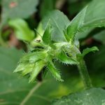 キバナアキギリ の高画質写真です。横浜市で、2025年9月6日に撮影したものです。