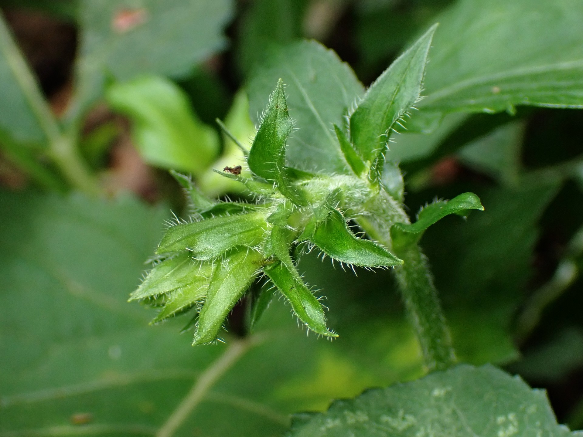 キバナアキギリ の高画質写真です。横浜市で、2025年9月6日に撮影したものです。