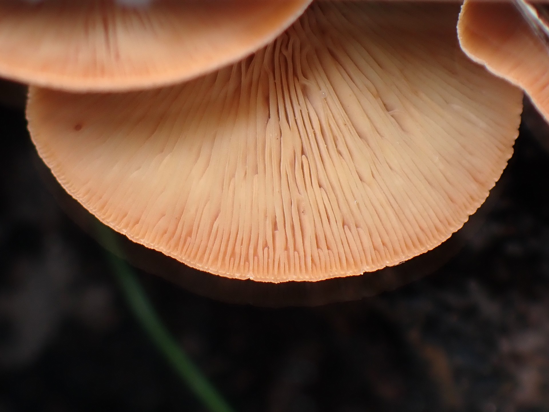 キチチタケ の高画質写真です。横浜市で、2025年9月20日に撮影したものです。