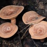 キチチタケ の高画質写真です。横浜市で、2025年9月20日に撮影したものです。