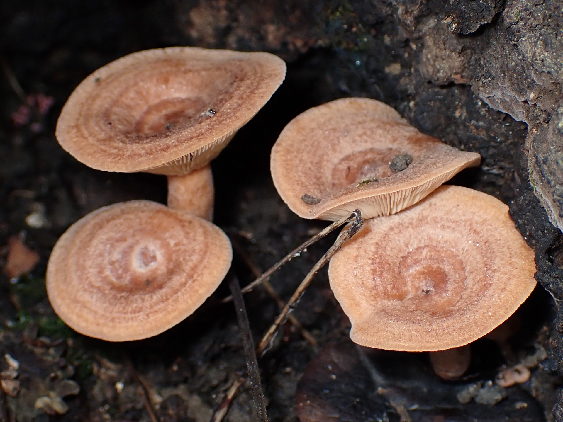 キチチタケ の高画質写真です。横浜市で、2025年9月20日に撮影したものです。