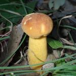 黄色い柄のイグチ の高画質写真です。横浜市で、2025年9月21日に撮影したものです。