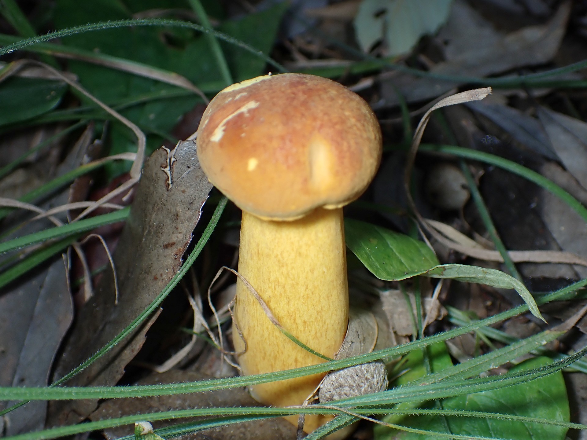 黄色い柄のイグチ の高画質写真です。横浜市で、2025年9月21日に撮影したものです。