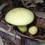 キイロイグチ の高画質写真です。横浜市で、2025年9月21日に撮影したものです。