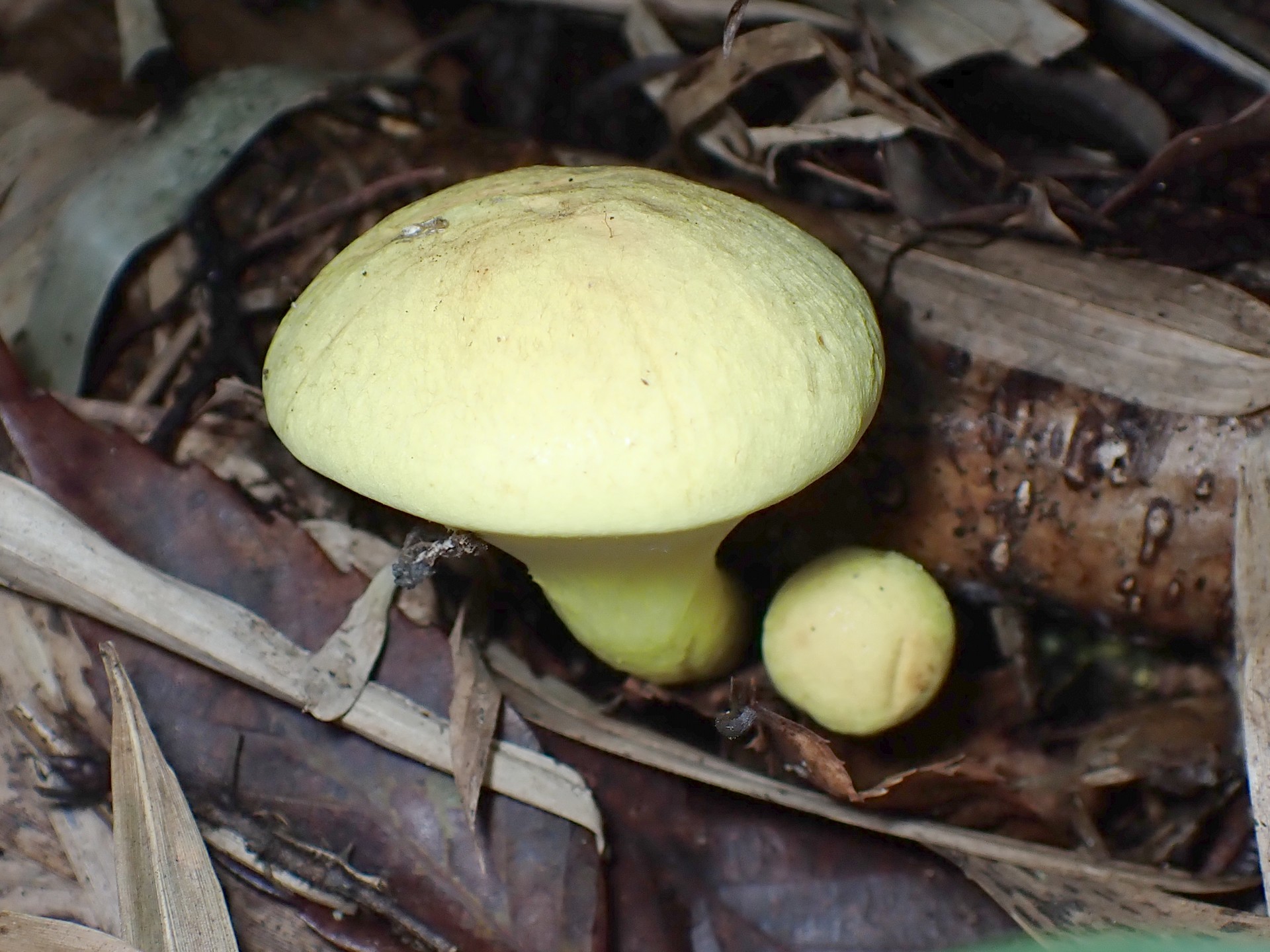 キイロイグチ の高画質写真です。横浜市で、2025年9月21日に撮影したものです。