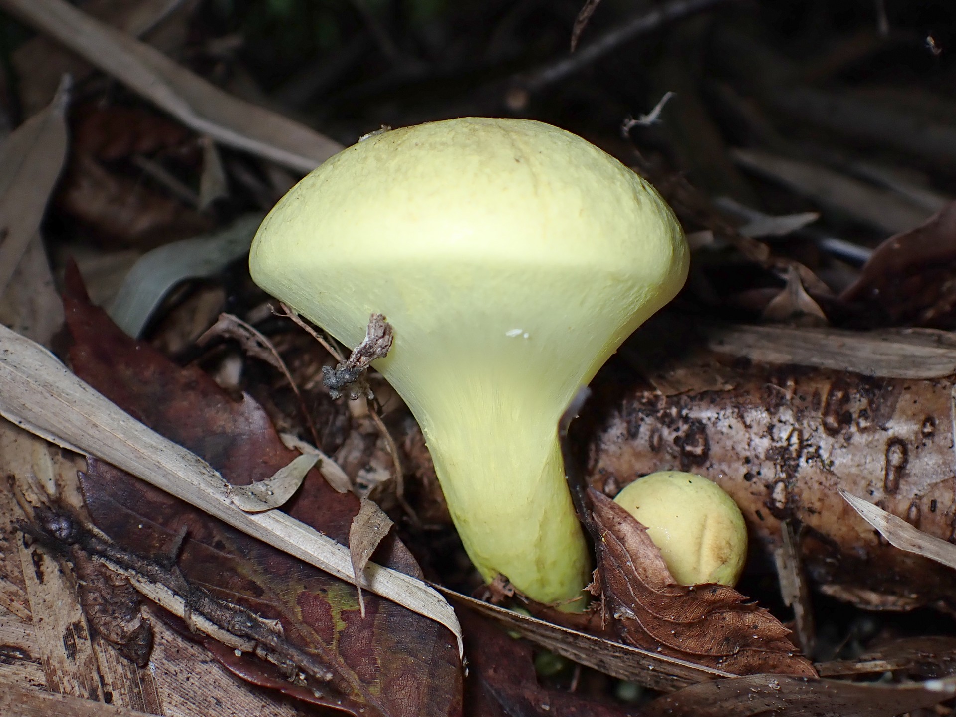 キイロイグチ の高画質写真です。横浜市で、2025年9月21日に撮影したものです。