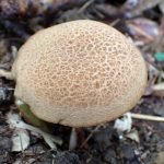 キクバナイグチ の高画質写真です。横浜市で、2025年9月20日に撮影したものです。