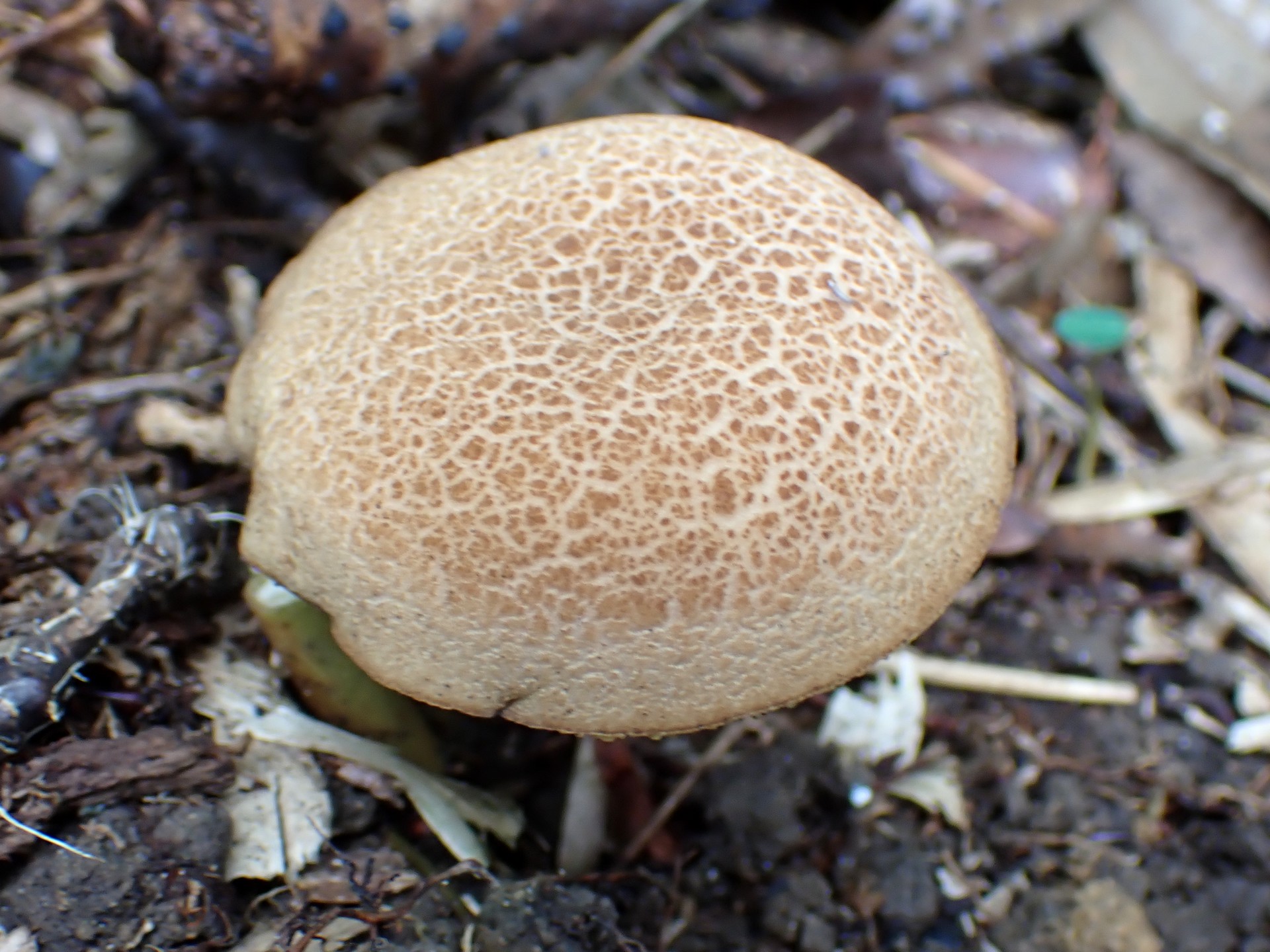 キクバナイグチ の高画質写真です。横浜市で、2025年9月20日に撮影したものです。