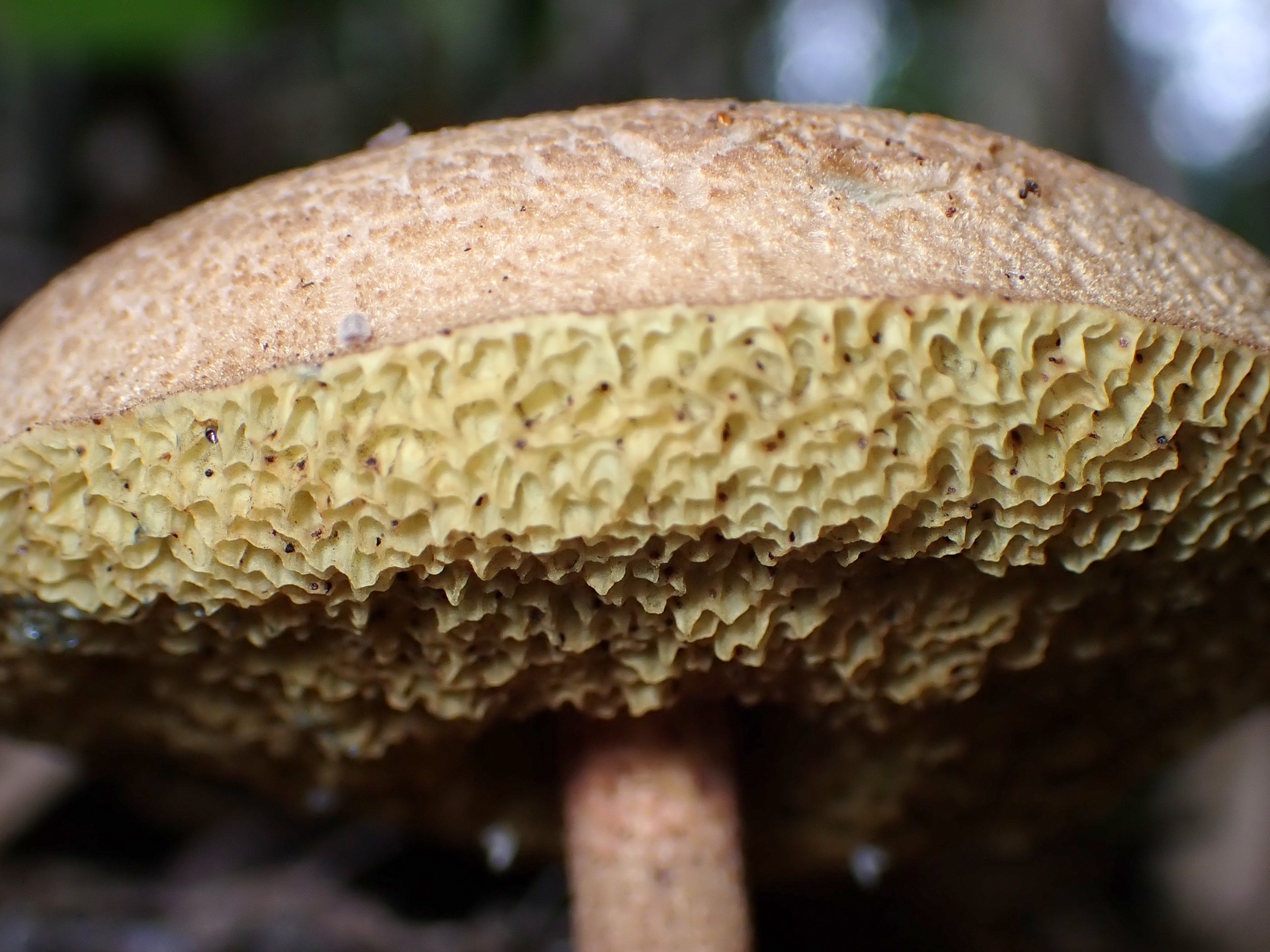 キクバナイグチ の高画質写真です。横浜市で、2025年9月20日に撮影したものです。