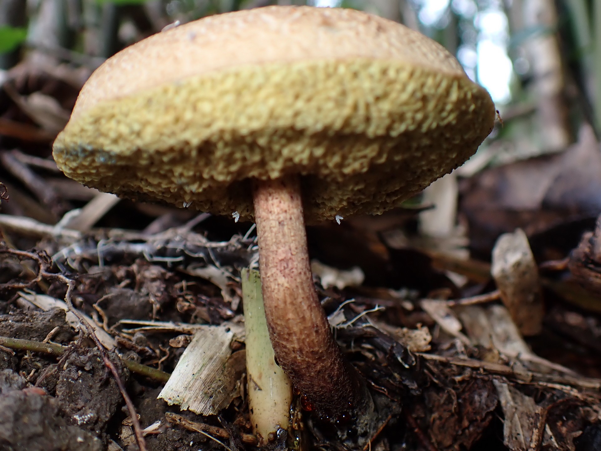 キクバナイグチ の高画質写真です。横浜市で、2025年9月20日に撮影したものです。