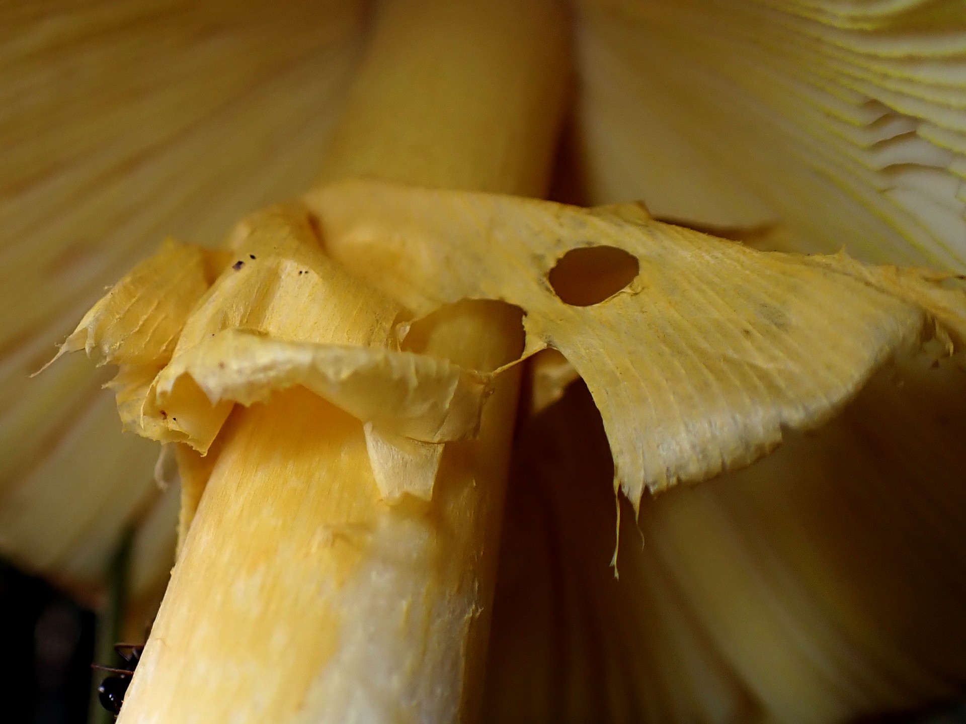 キタマゴタケ の高画質写真です。横浜市で、2025年9月30日に撮影したものです。