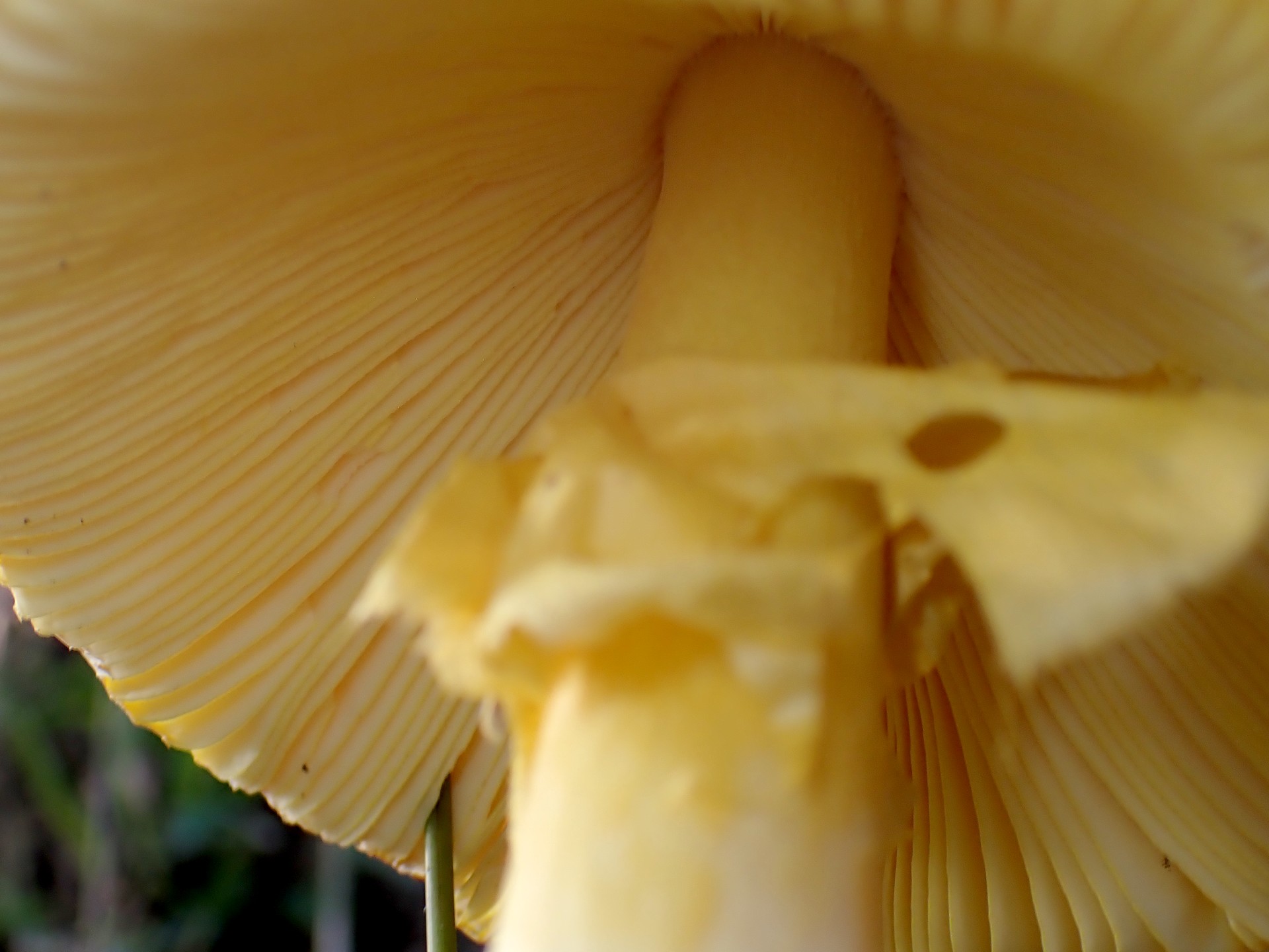 キタマゴタケ の高画質写真です。横浜市で、2025年9月30日に撮影したものです。