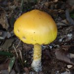 キタマゴタケ の高画質写真です。横浜市で、2025年9月30日に撮影したものです。