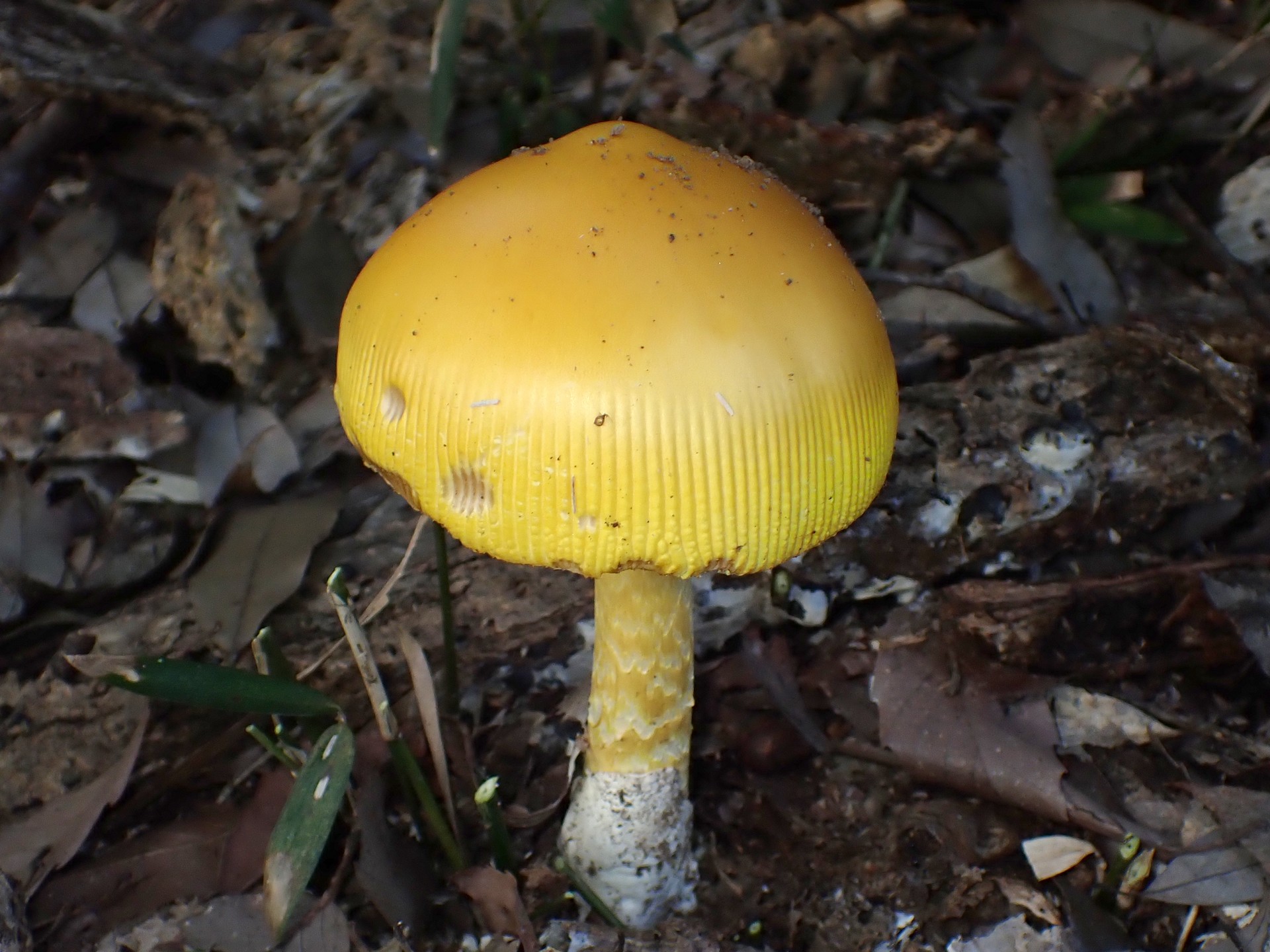 キタマゴタケ の高画質写真です。横浜市で、2025年9月30日に撮影したものです。