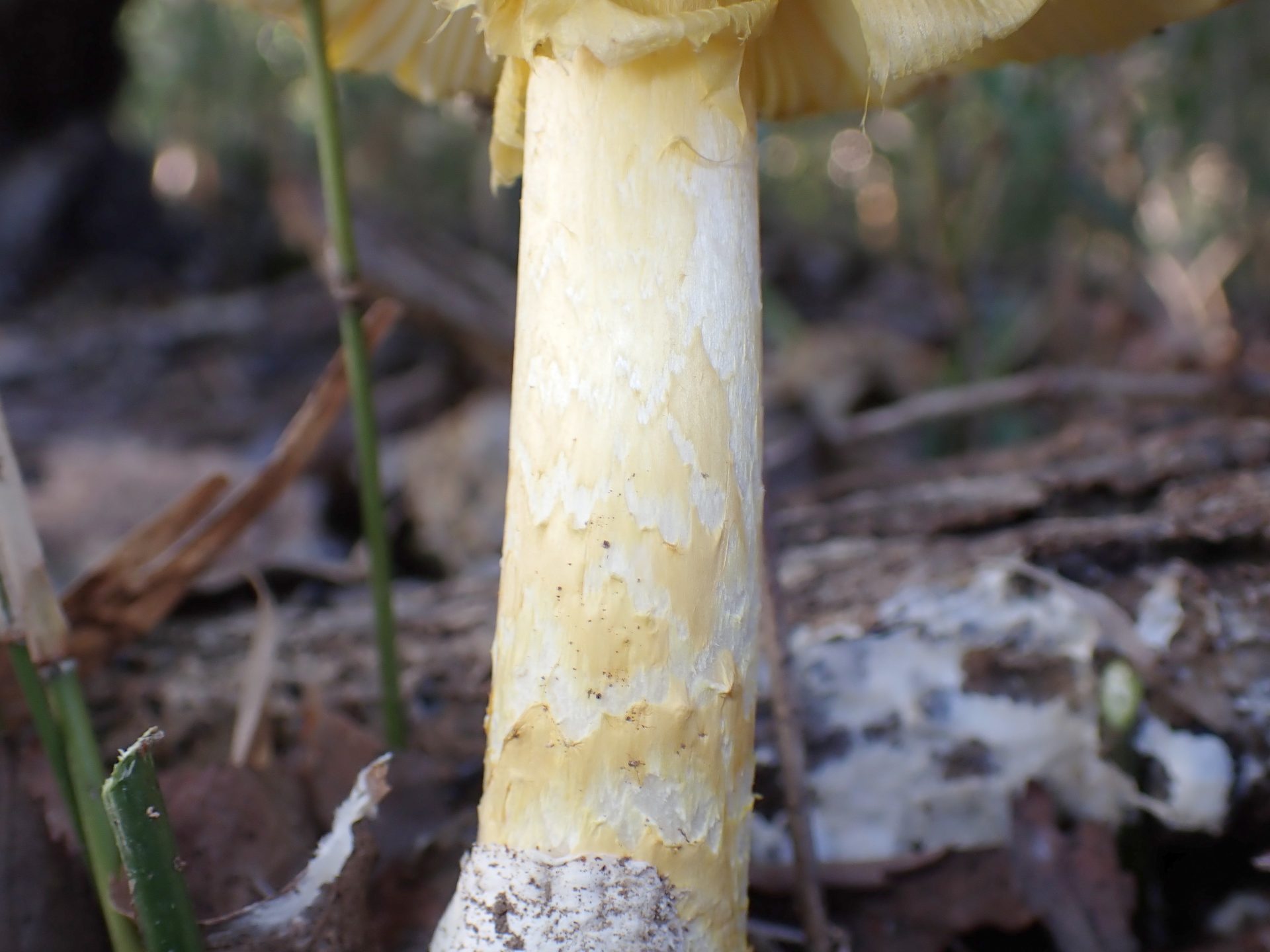 キタマゴタケ の高画質写真です。横浜市で、2025年9月30日に撮影したものです。