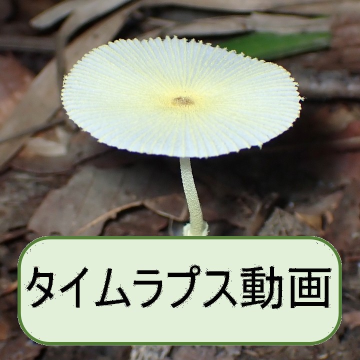 キツネノハナガサ