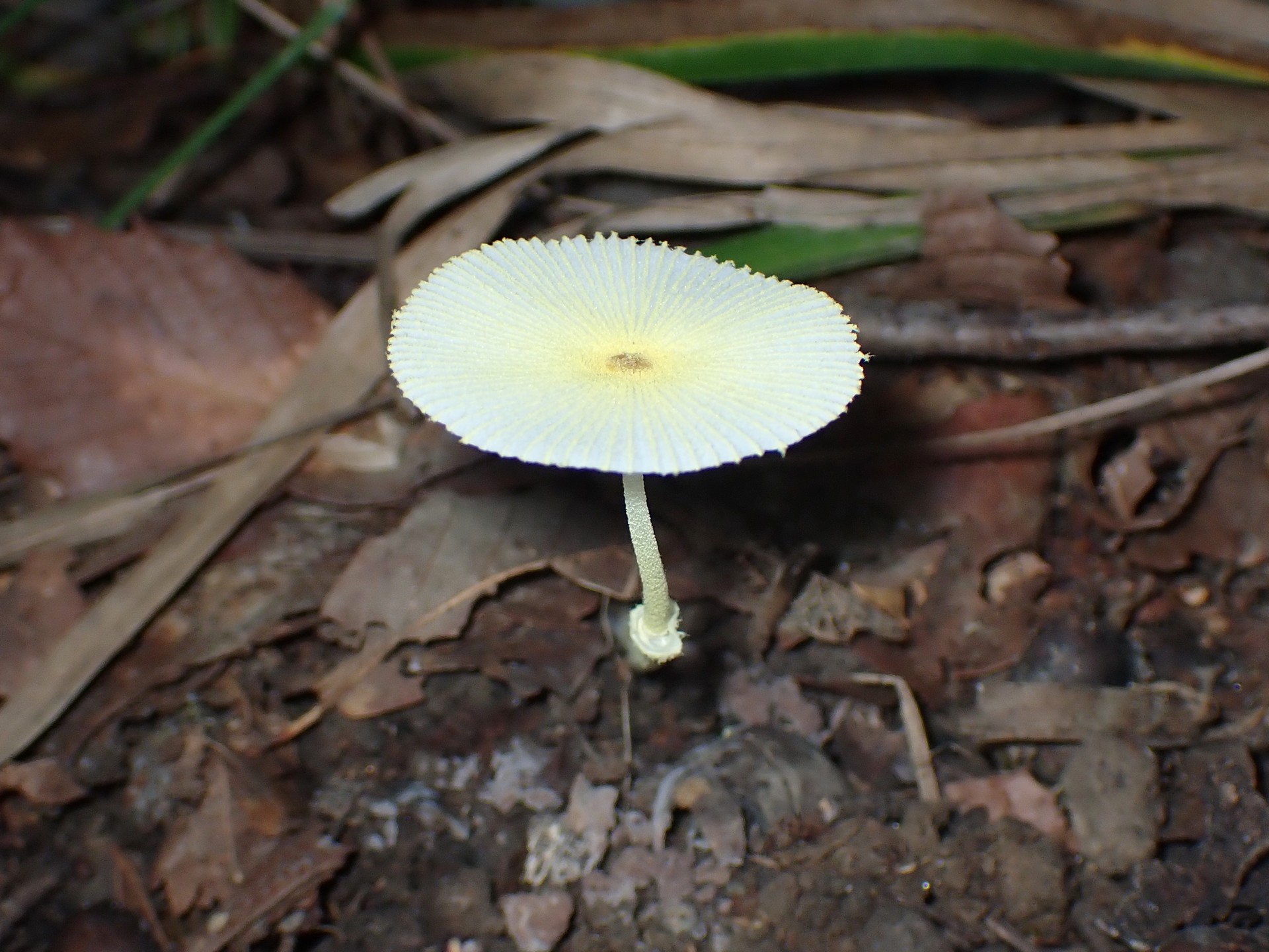 キツネノハナガサ の高画質写真です。横浜市で、2025年9月17日に撮影したものです。