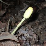 キツネノハナガサ の高画質写真です。横浜市で、2025年9月16日に撮影したものです。