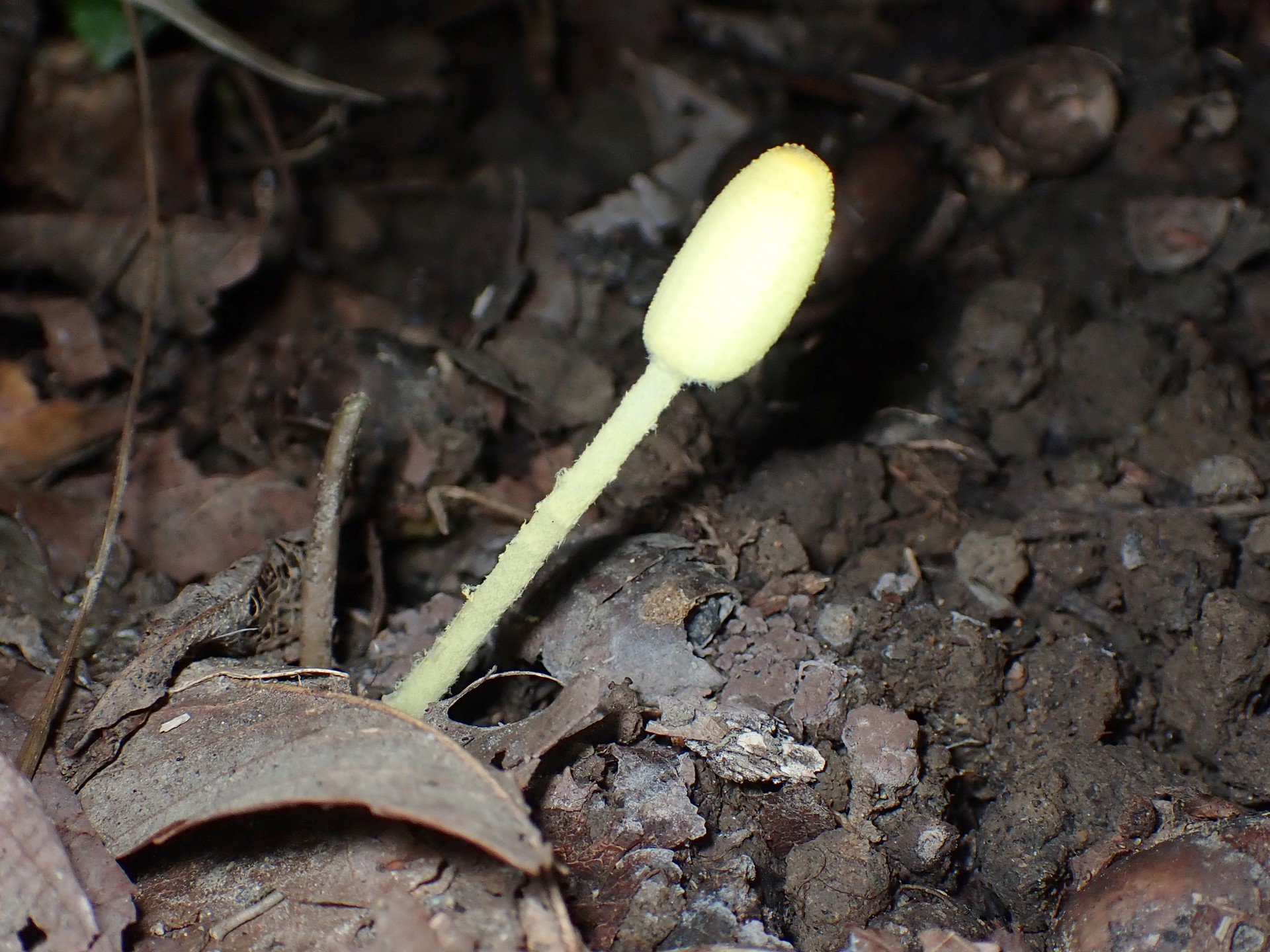 キツネノハナガサ の高画質写真です。横浜市で、2025年9月16日に撮影したものです。