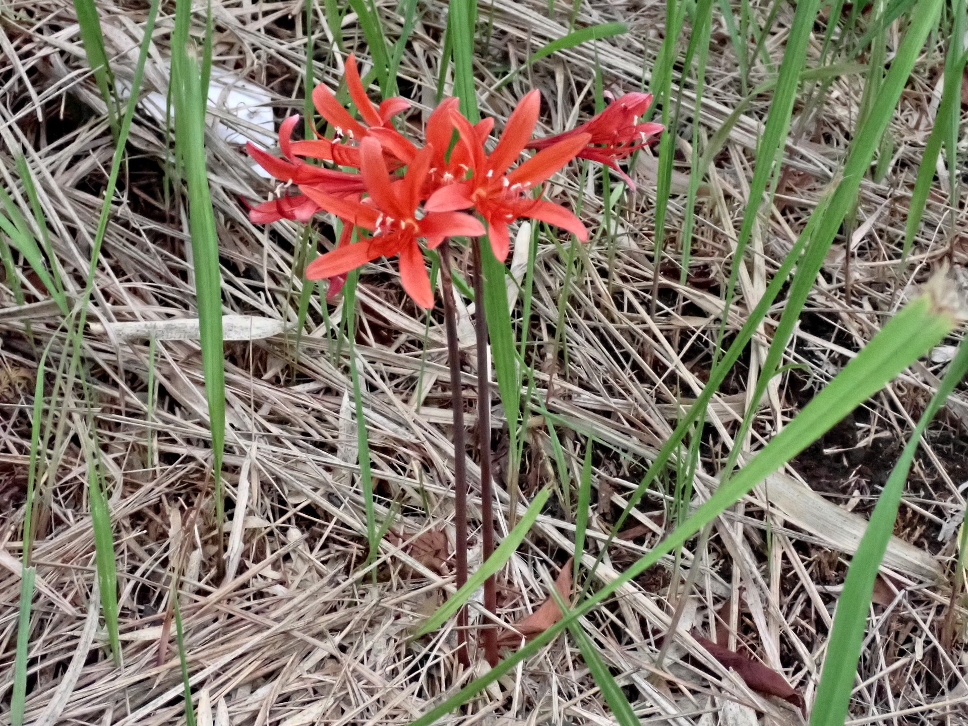 キツネノカミソリ の高画質写真です。横浜市で、2025年9月13日に撮影したものです。