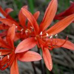 キツネノカミソリ の高画質写真です。横浜市で、2025年9月13日に撮影したものです。