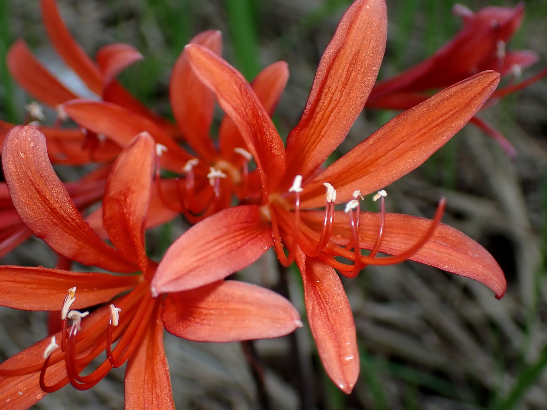 キツネノカミソリ の高画質写真です。横浜市で、2025年9月13日に撮影したものです。