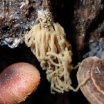 キウツボホコリ の高画質写真です。横浜市で、2025年8月20日に撮影したものです。