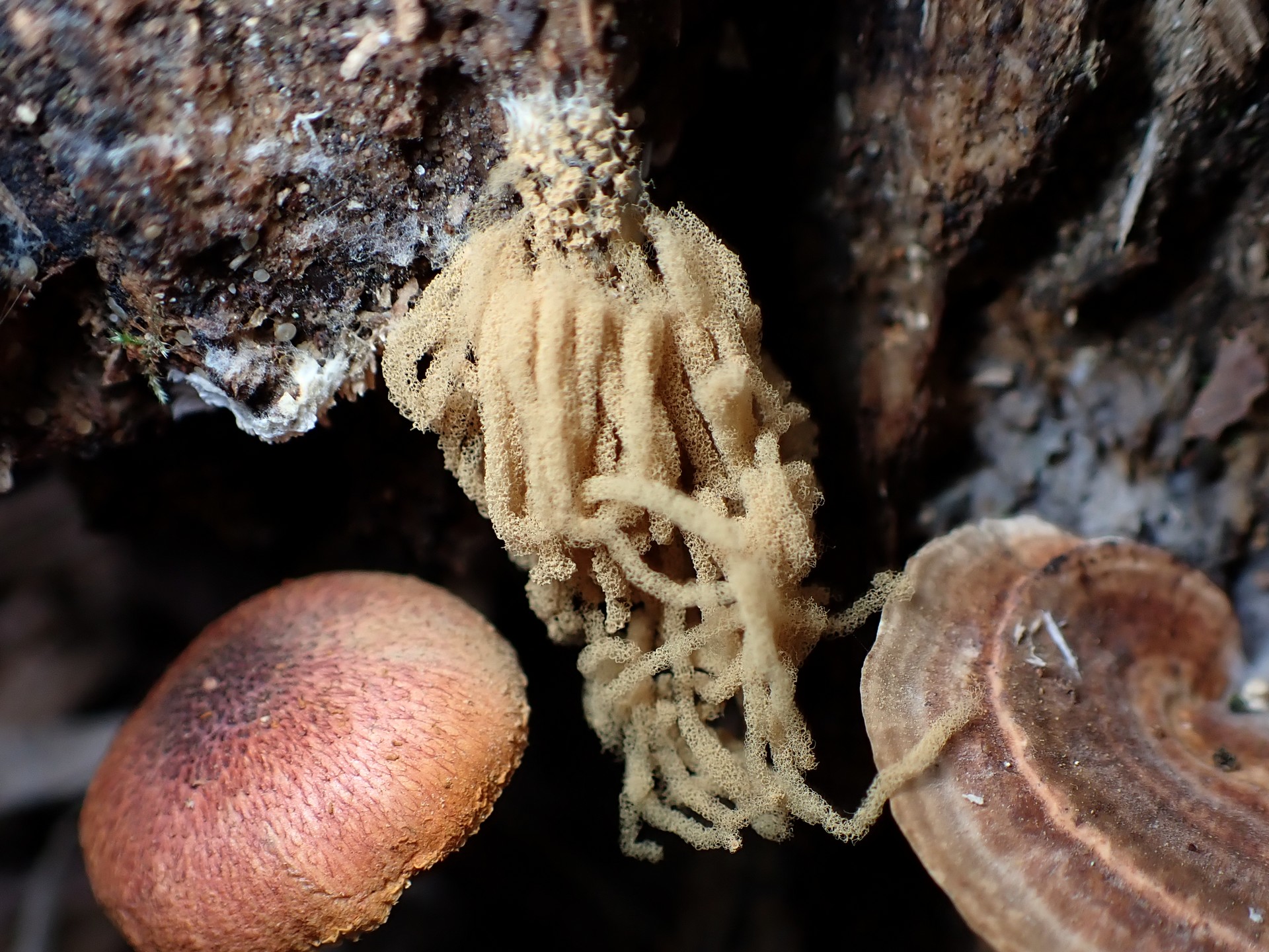 キウツボホコリ の高画質写真です。横浜市で、2025年8月20日に撮影したものです。