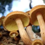 コガネツムタケ の高画質写真です。横浜市で、2025年9月23日に撮影したものです。