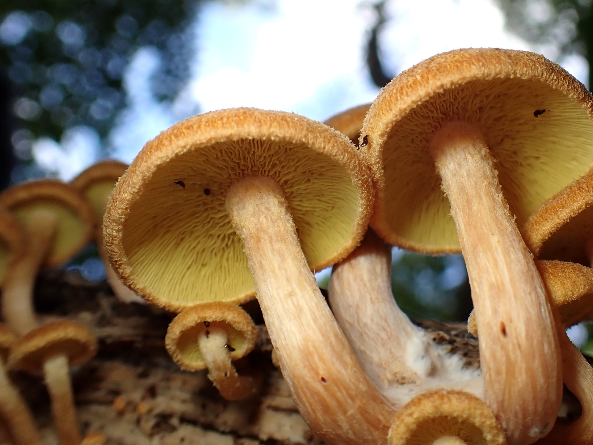 コガネツムタケ の高画質写真です。横浜市で、2025年9月23日に撮影したものです。