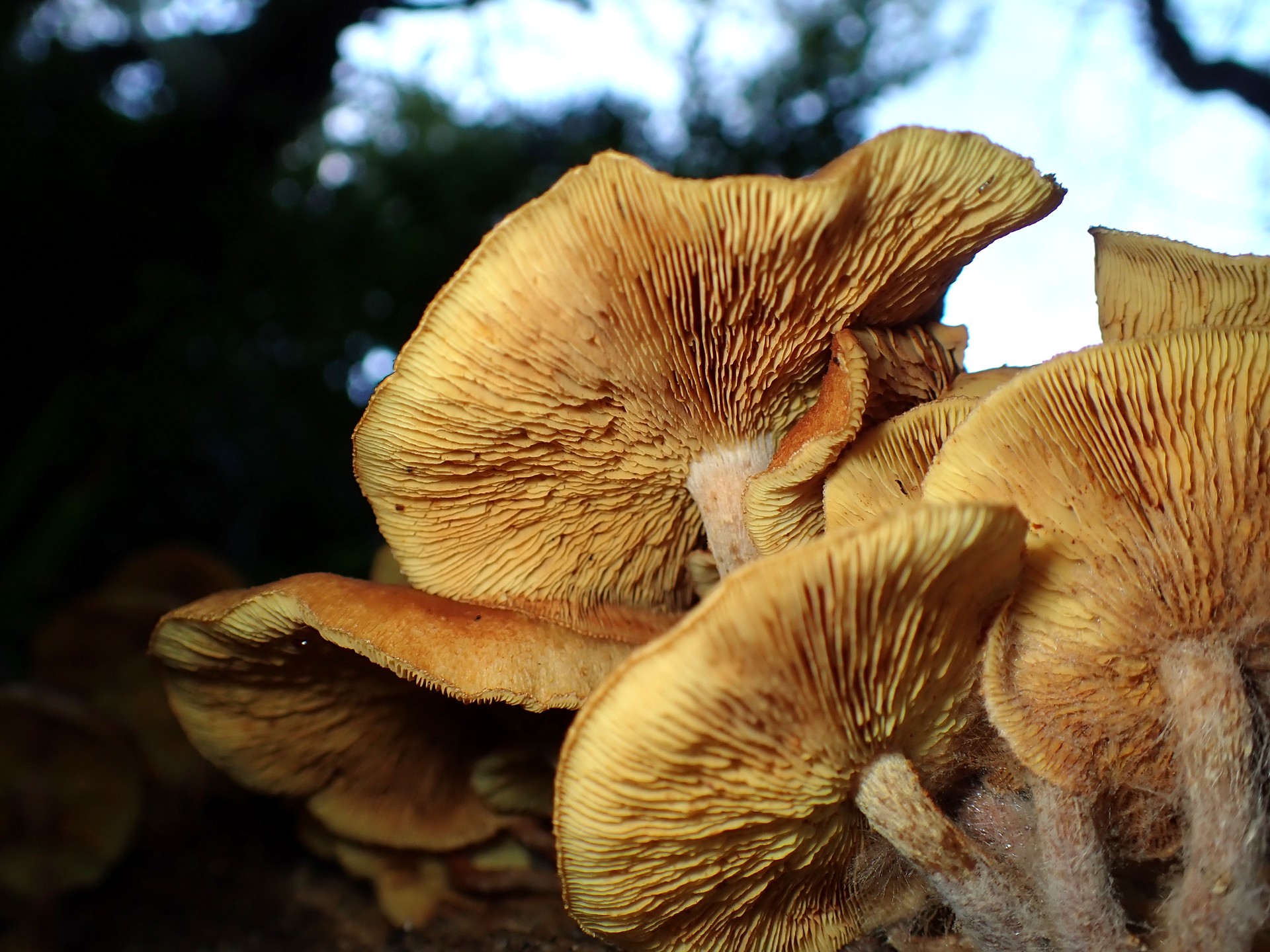 コガネツムタケ の高画質写真です。横浜市で、2025年9月27日に撮影したものです。