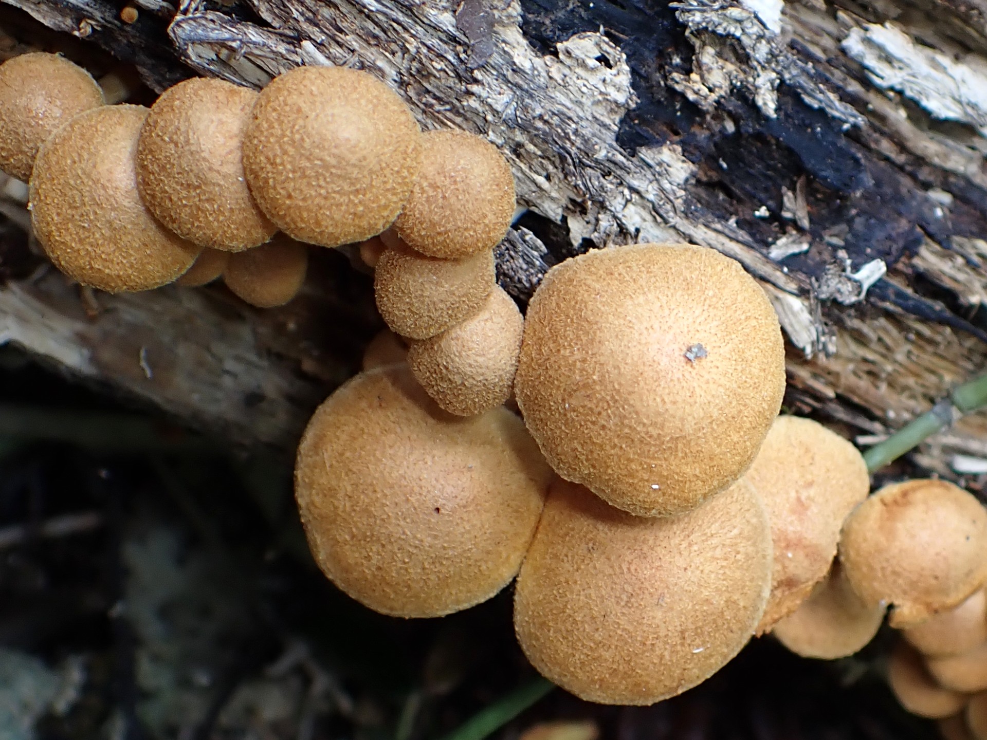 コガネツムタケ の高画質写真です。横浜市で、2025年9月23日に撮影したものです。