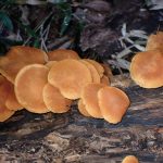 コガネツムタケ の高画質写真です。横浜市で、2025年9月27日に撮影したものです。