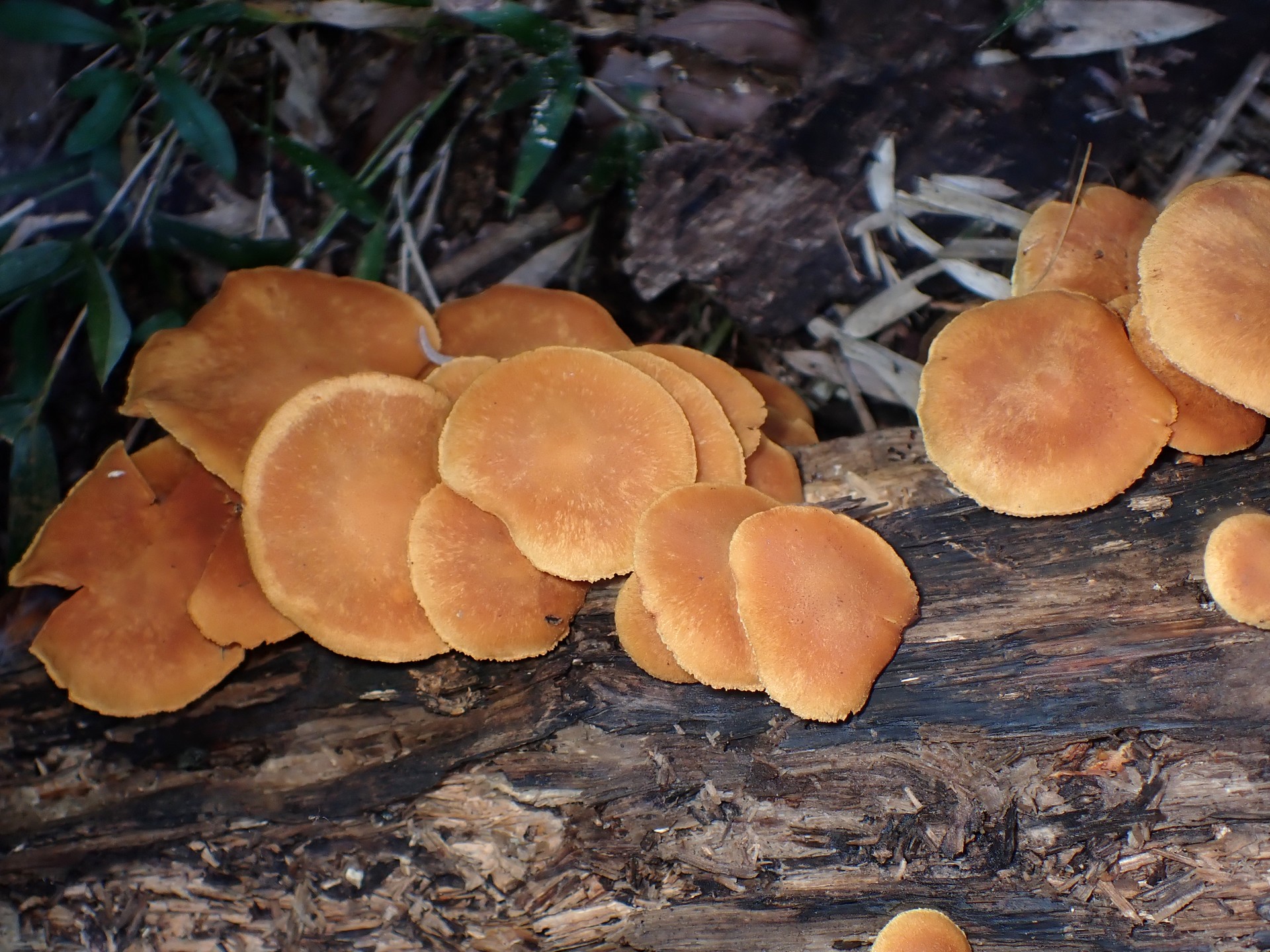 コガネツムタケ の高画質写真です。横浜市で、2025年9月27日に撮影したものです。