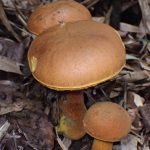 コガネヤマドリ の高画質写真です。横浜市で、2025年9月25日に撮影したものです。