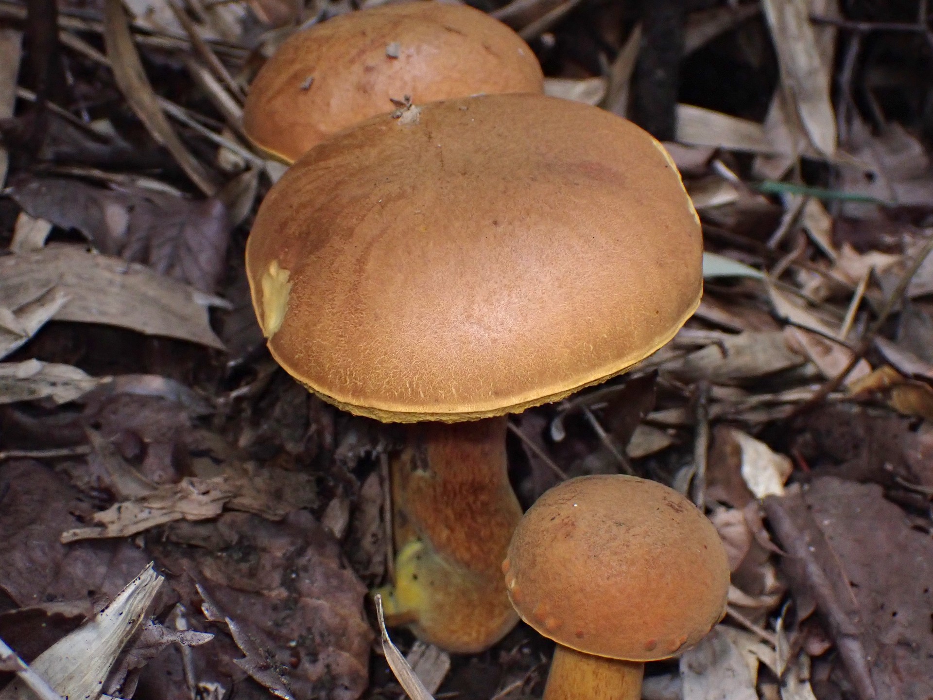 コガネヤマドリ の高画質写真です。横浜市で、2025年9月25日に撮影したものです。