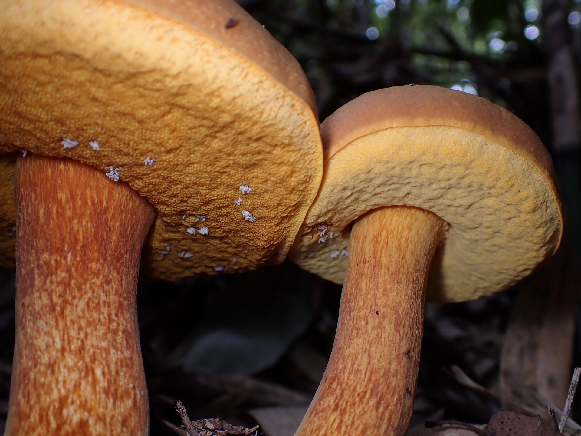 コガネヤマドリ の高画質写真です。横浜市で、2025年9月25日に撮影したものです。