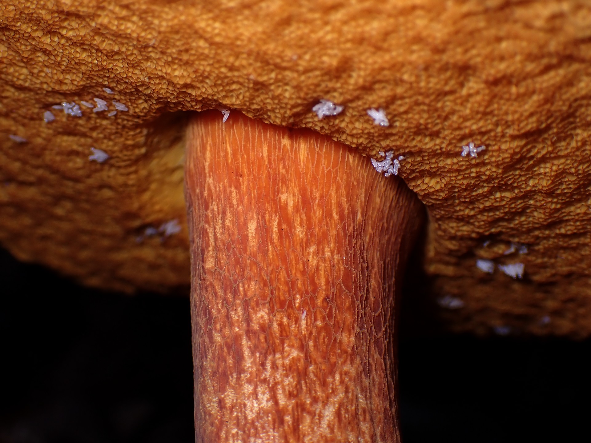 コガネヤマドリ の高画質写真です。横浜市で、2025年9月25日に撮影したものです。