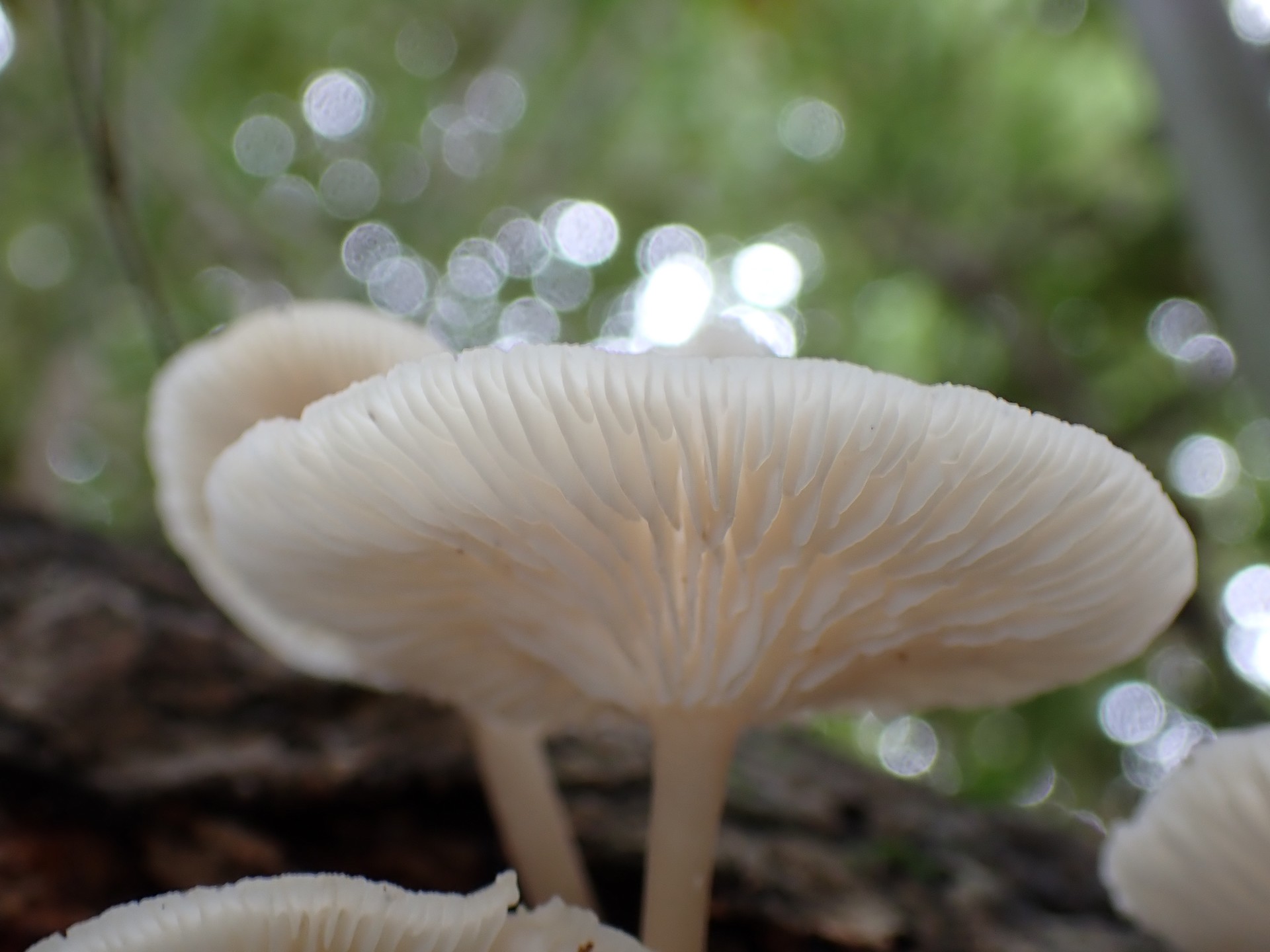 コカブイヌシメジ の高画質写真です。横浜市で、2025年9月20日に撮影したものです。