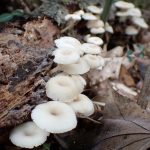 コカブイヌシメジ の高画質写真です。横浜市で、2025年9月20日に撮影したものです。