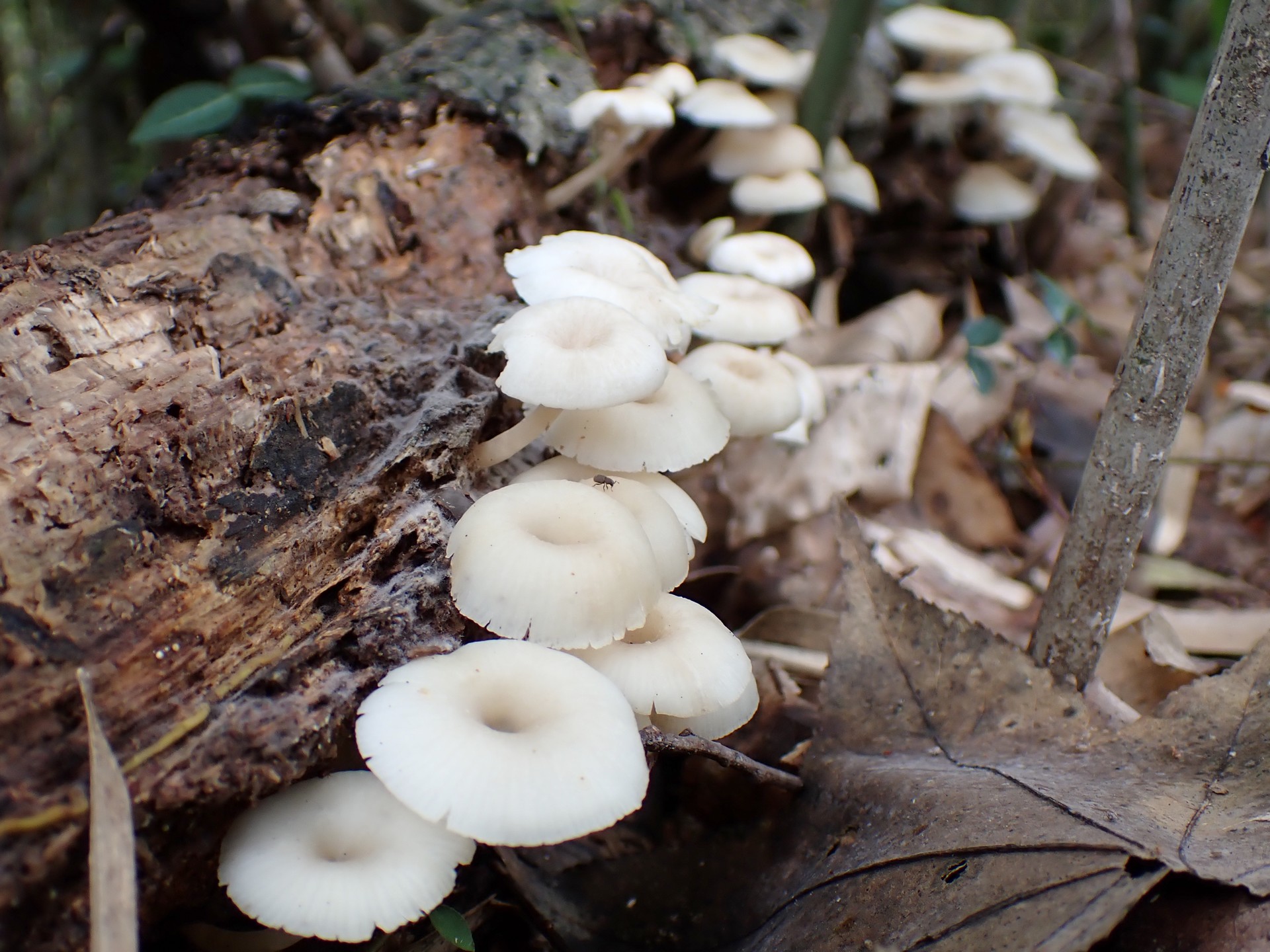 コカブイヌシメジ の高画質写真です。横浜市で、2025年9月20日に撮影したものです。