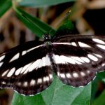 コミスジ の高画質写真です。横浜市で、2025年9月3日に撮影したものです。