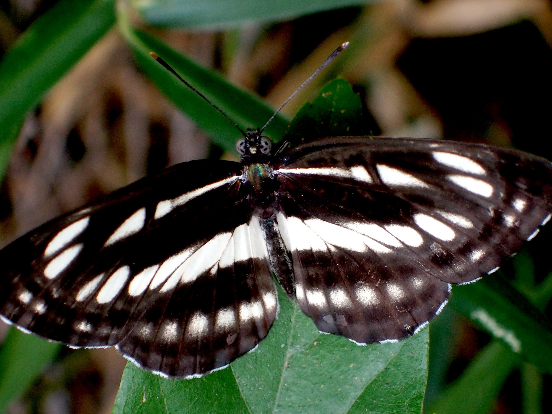 コミスジ の高画質写真です。横浜市で、2025年9月3日に撮影したものです。