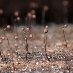 クモノスホコリ の高画質写真です。横浜市で、2025年9月18日に撮影したものです。