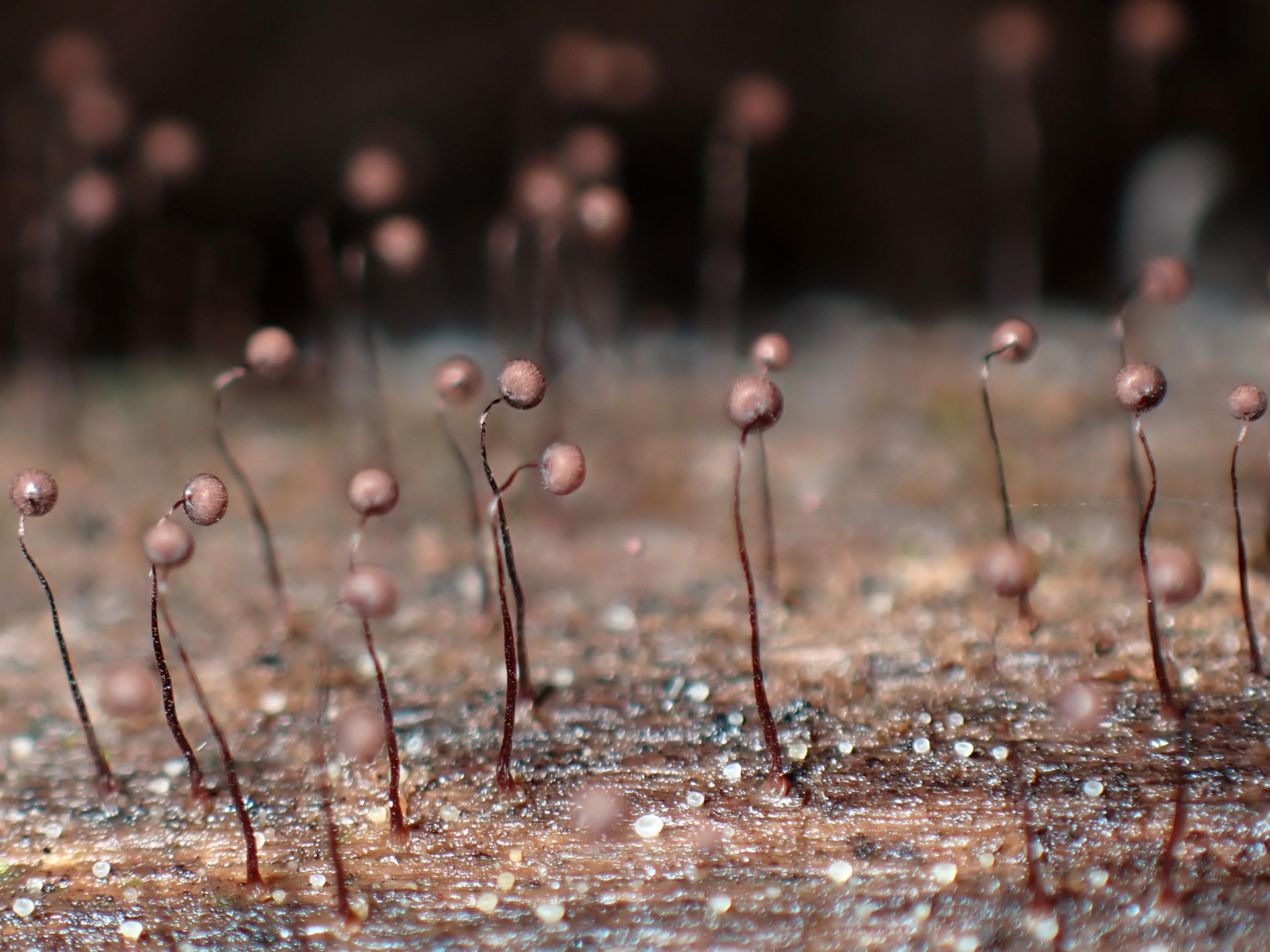 クモノスホコリ の高画質写真です。横浜市で、2025年9月18日に撮影したものです。