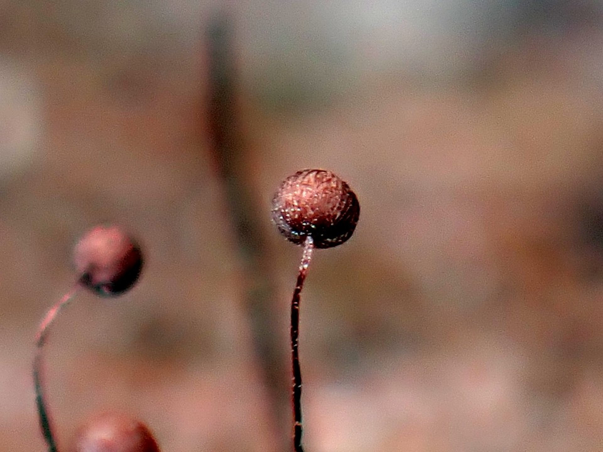 クモノスホコリ の高画質写真です。横浜市で、2025年9月18日に撮影したものです。